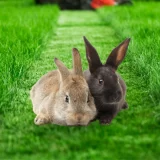 โรงงานผลิตอาหารกระต่าย